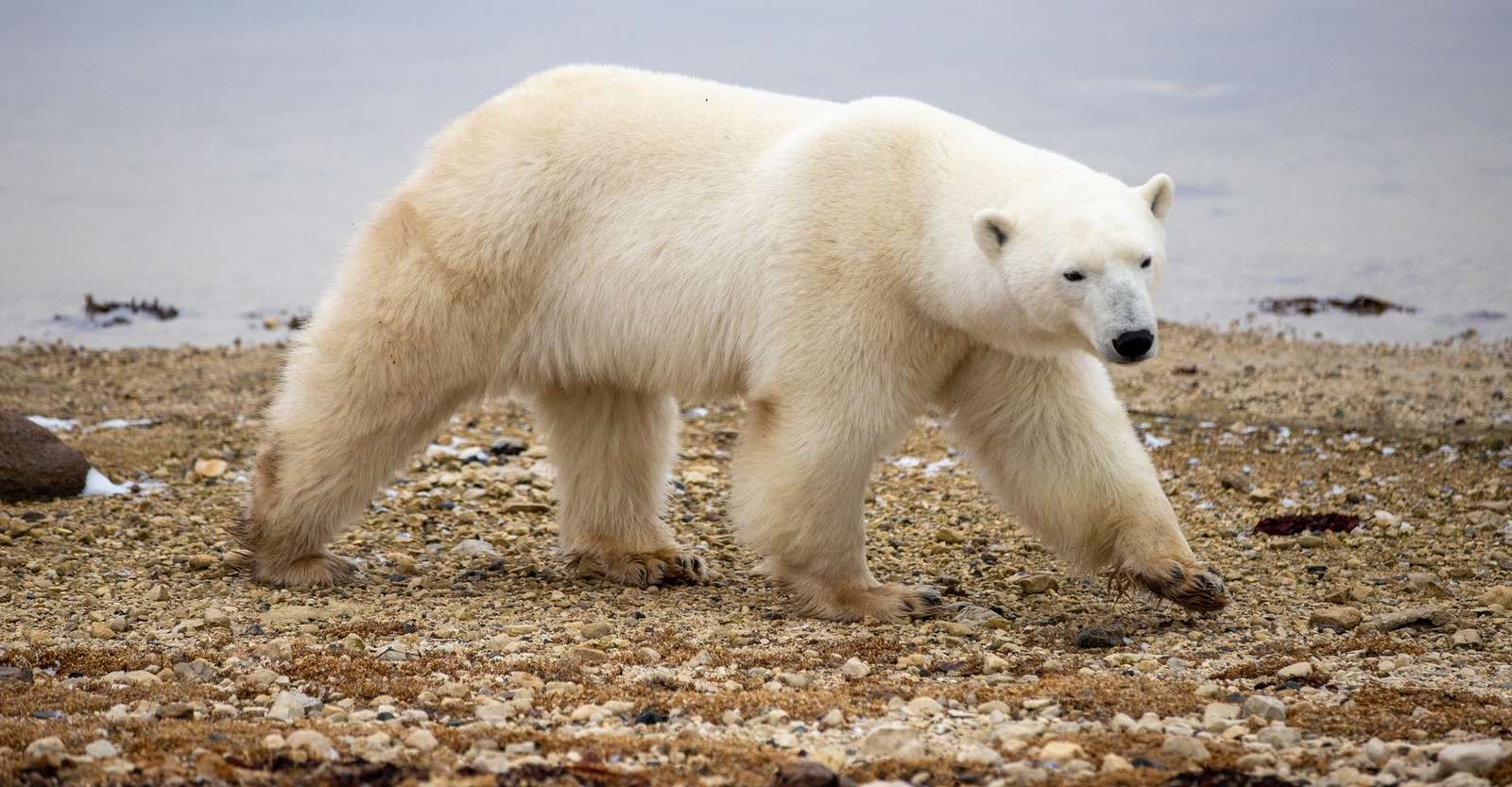 Polar bear, Churchill, Manitoba.