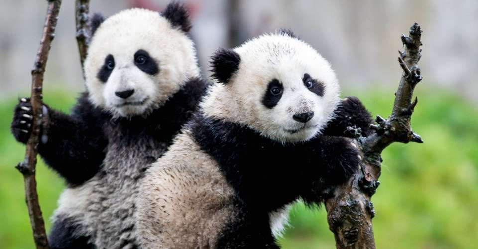 Panda Bear Tour, China Adventure Travel