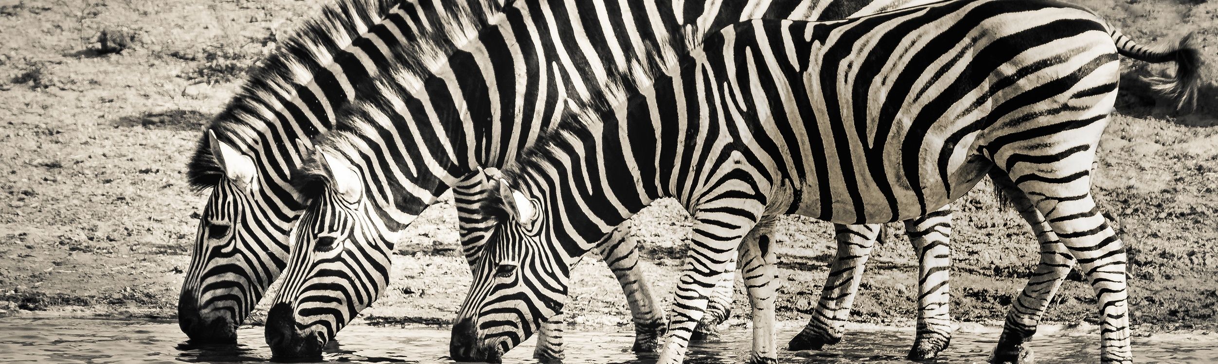 Zebra Fact Sheet, Blog, Nature