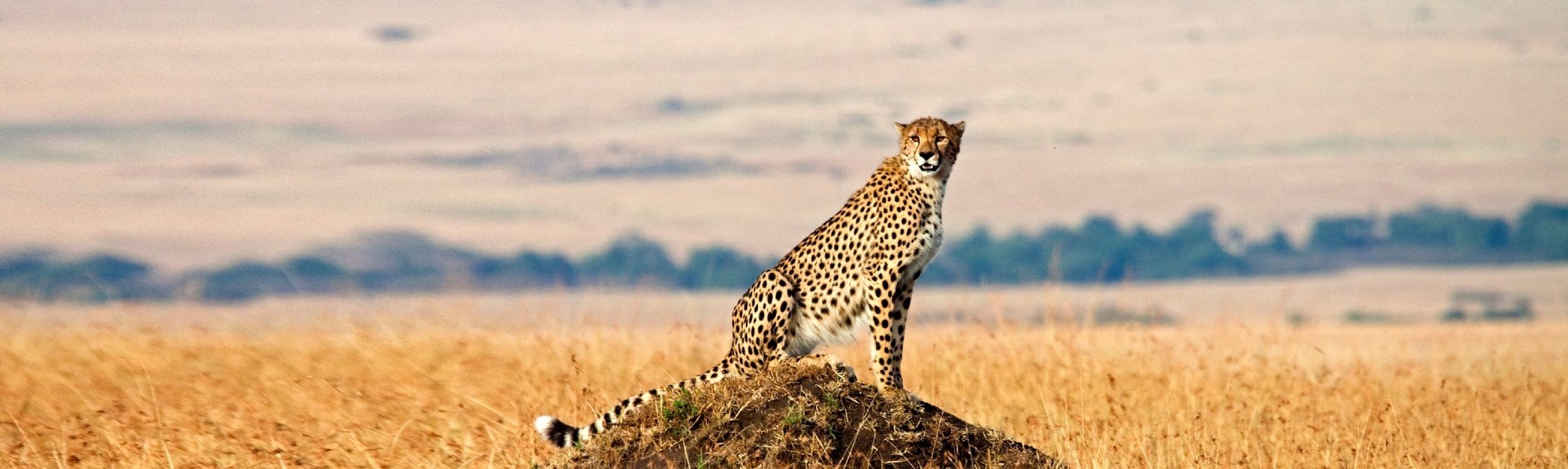 Cheetah Life Size – Foot Down – 2012