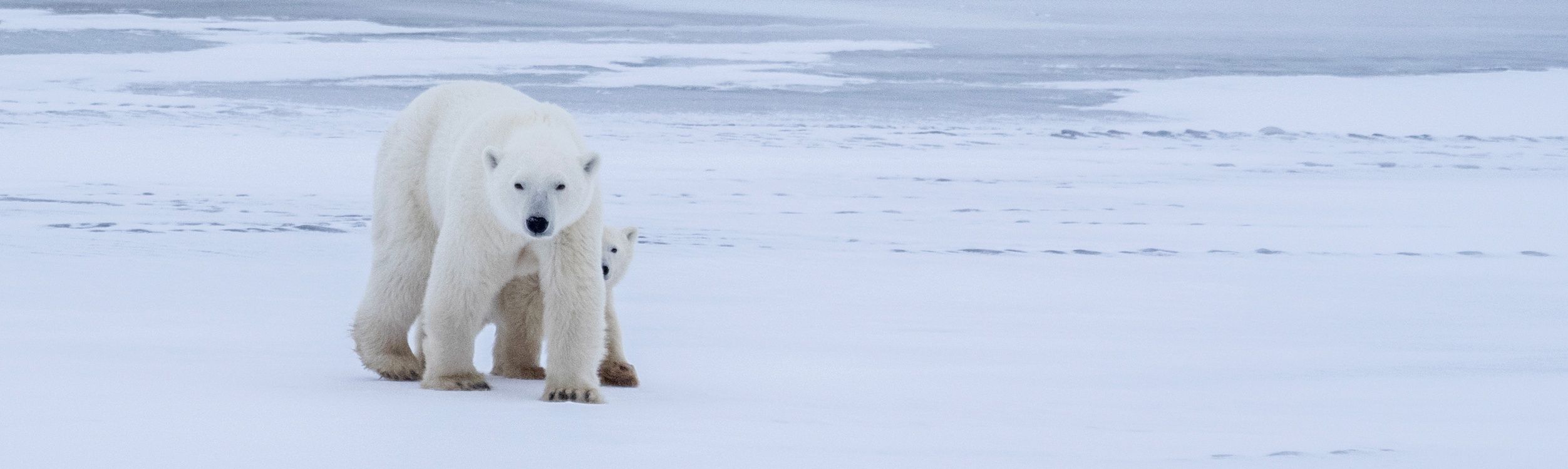 How to See Wild Polar Bears