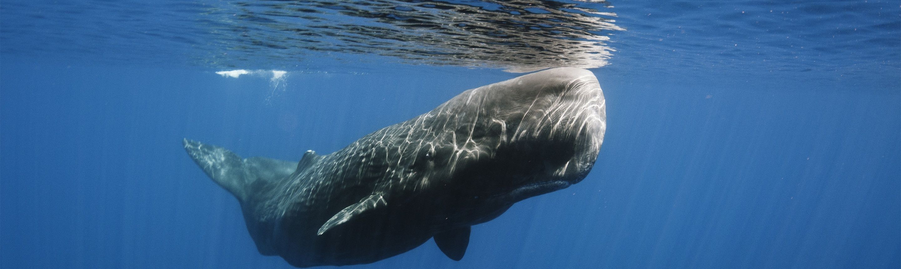 Sperm Whale Facts| New Zealand Wildlife Guide