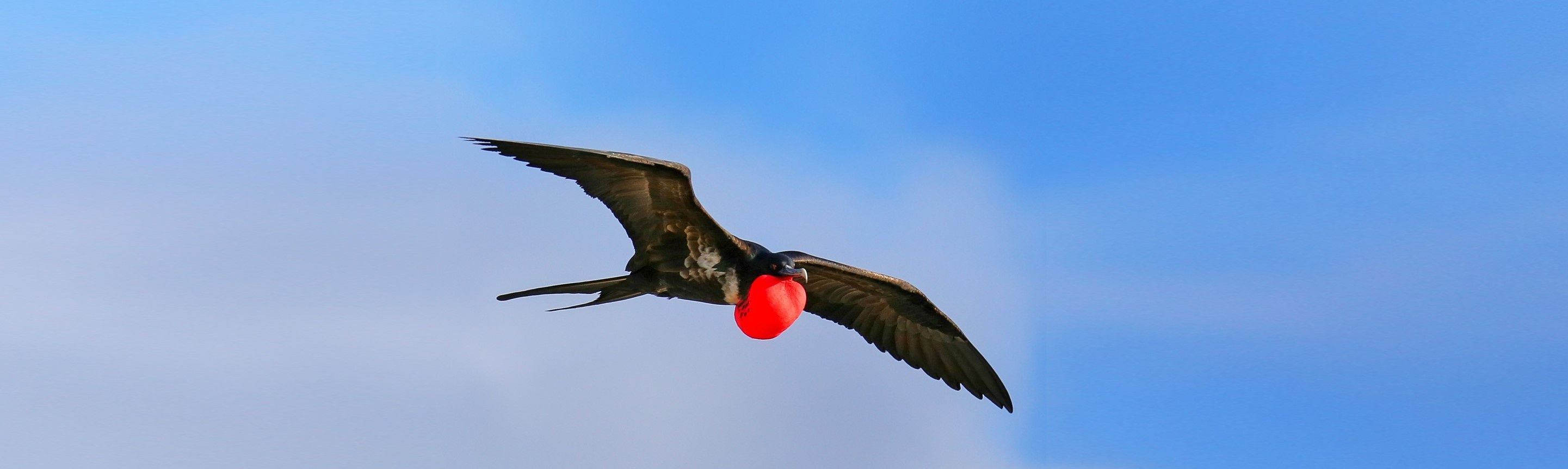 Nonstop Flight: How The Frigatebird Can Soar For Weeks Without Stopping :  The Two-Way : NPR