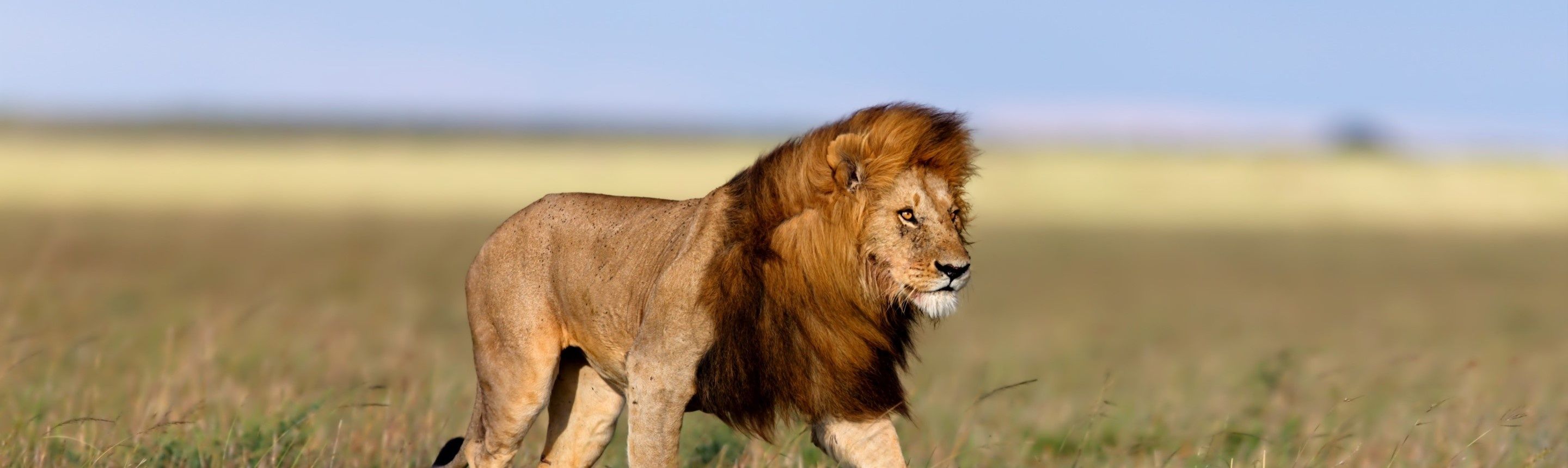 Lion guide: species facts and where they live in the wild - Discover  Wildlife