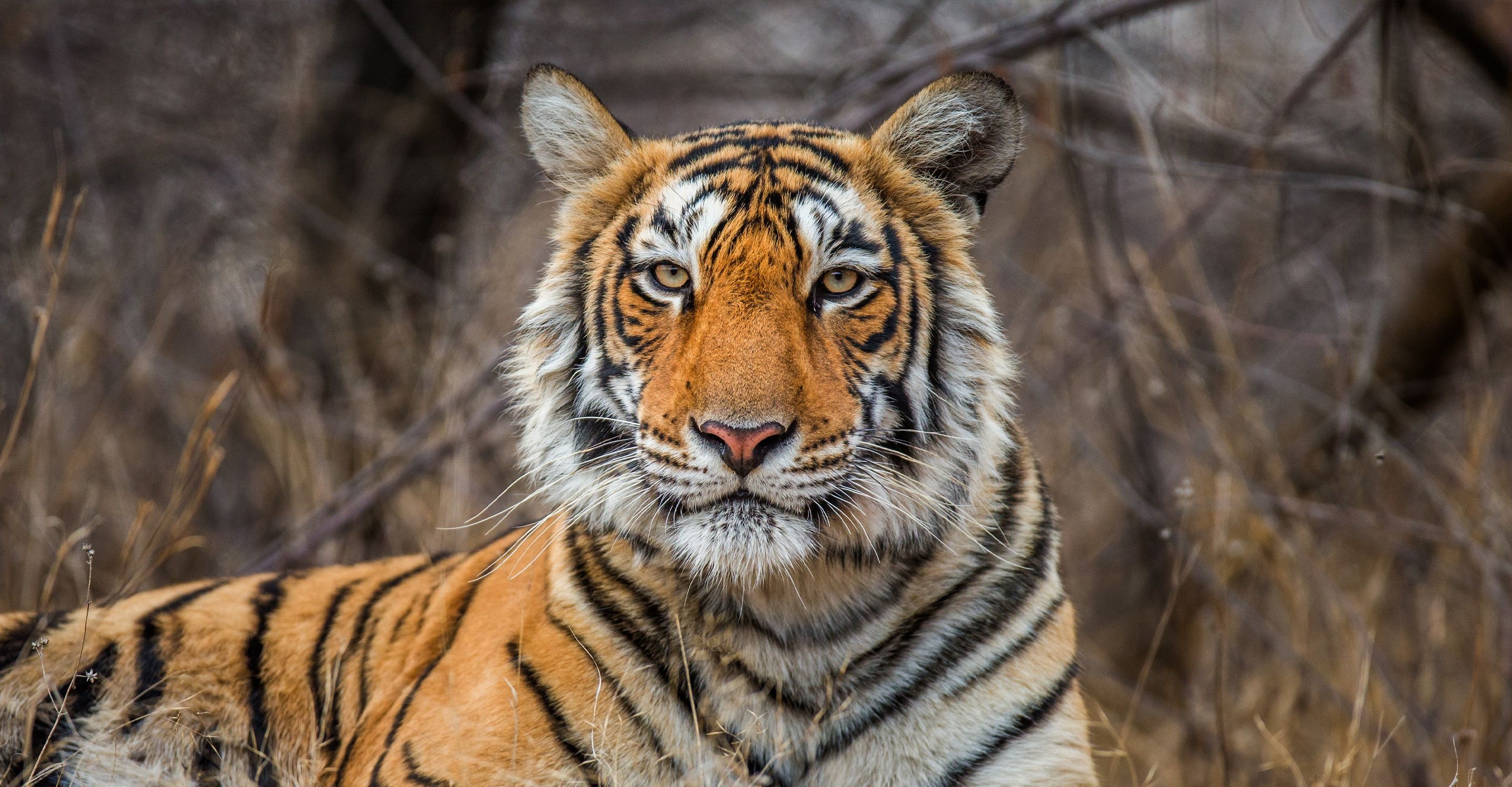 Bengal Tiger Vs Siberian Tiger Comparison - Nature Safari India