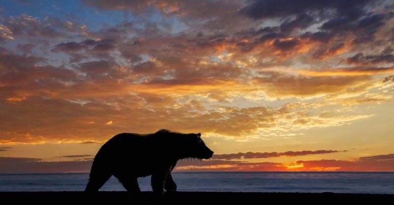 photo safari in alaska