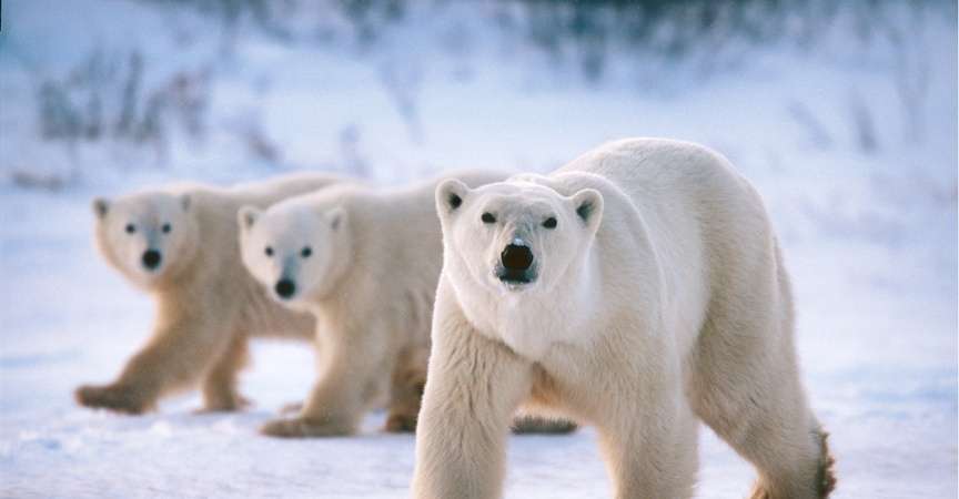Packing List for Churchill Polar Bear Tours