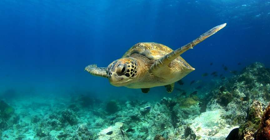 Conservation Efforts: Longline Fishing - Sea Turtle Camp