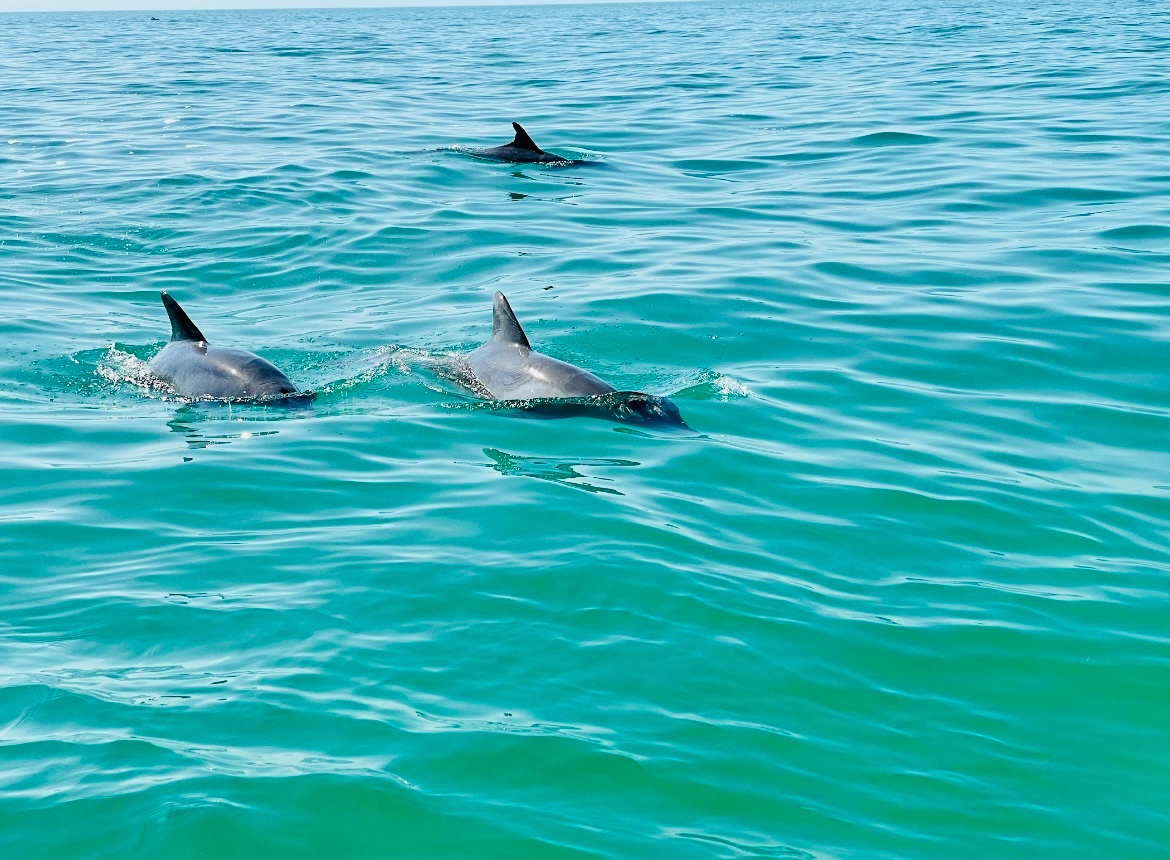 Swimming, Sightseeing, Dolphin Watching