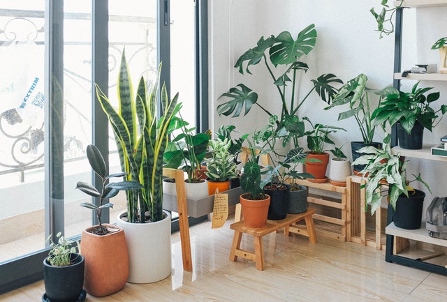 Indoor Plants in the Corner