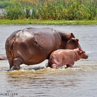 tourhub | Verdoro Safaris | Murchison falls park 