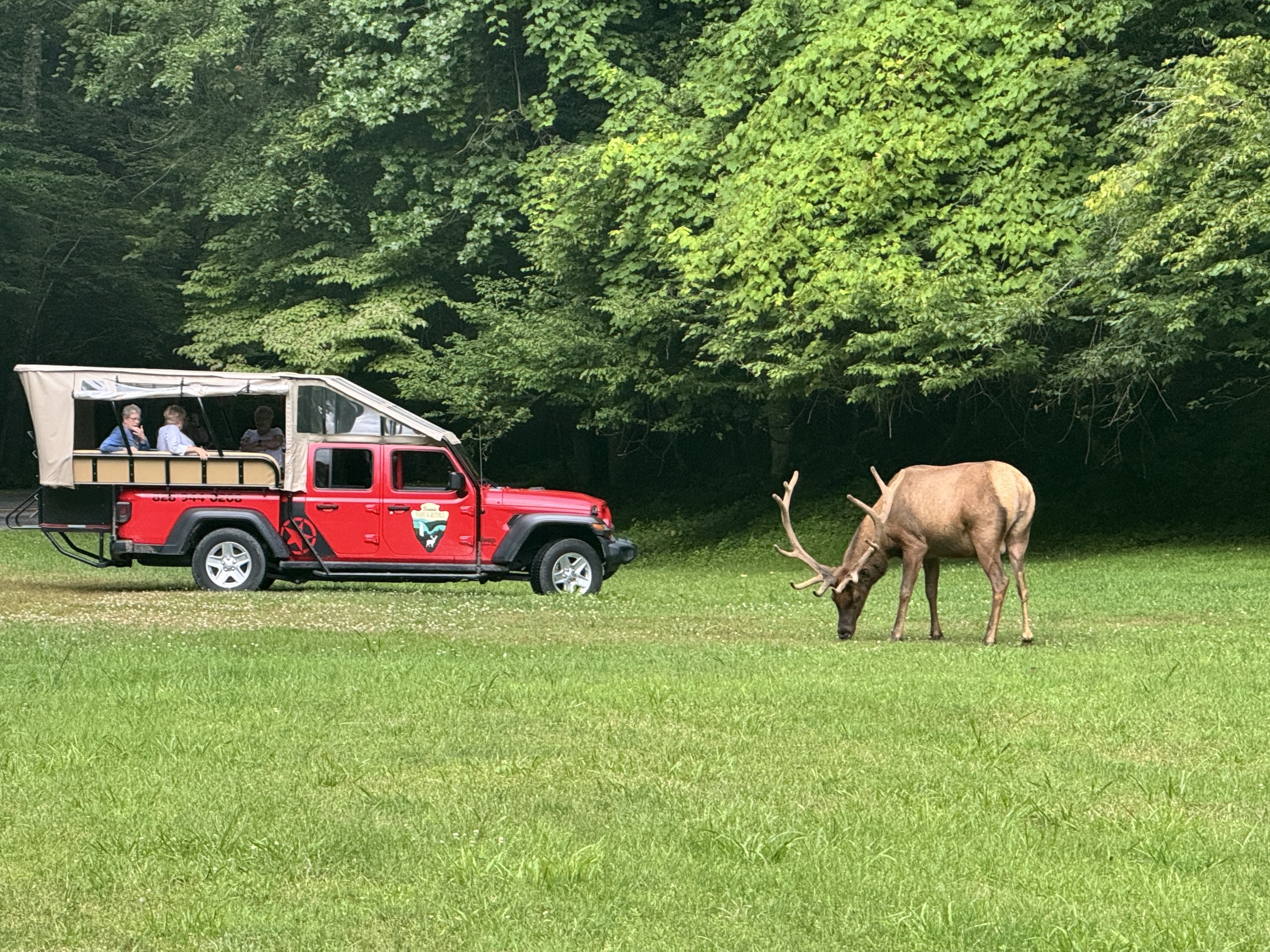 4 HR Guided Safari Jeep -  Eco Elk Waterfall Adventure