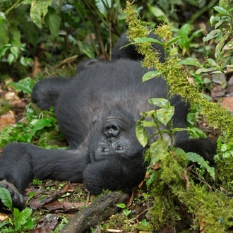 tourhub | Ganyana Safaris | 10 Days The great Uganda Gorillas & Primates 