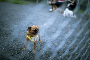 Réouverture des parcs canins à Victoriaville dès le 25 mai