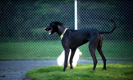 Chien au parc canin Dave-Ross du parc Terre-des-Jeunes