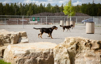 Chiens au parc canin voisin de la SPAA, rue de l'Acadie