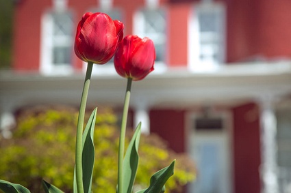 Tulipes devant la résidence Château Belly