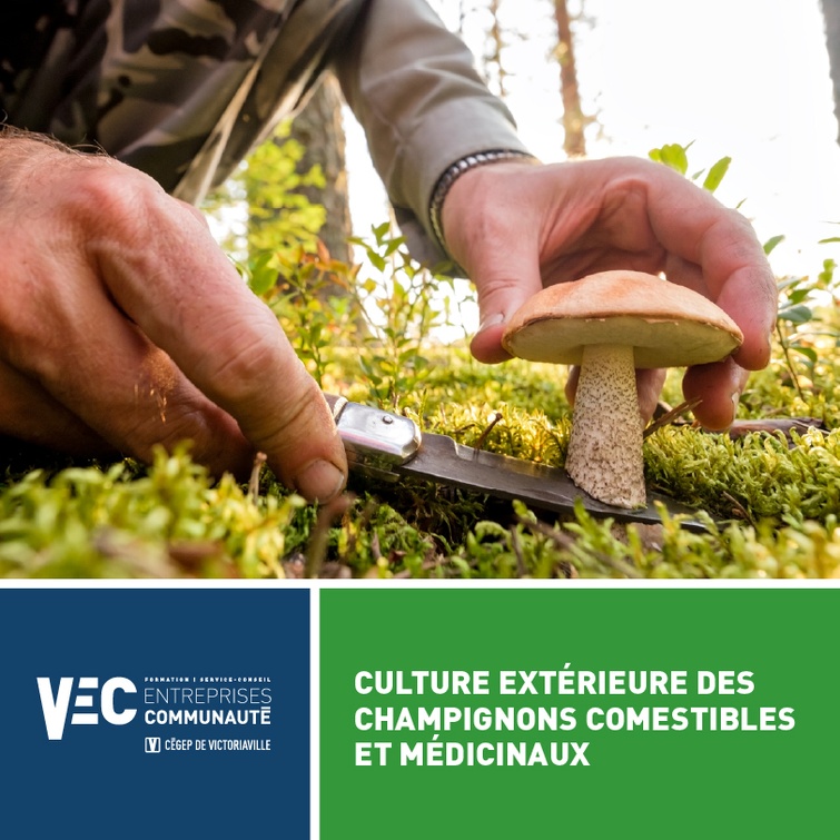 Culture extérieure des champignons comestibles et médicinaux