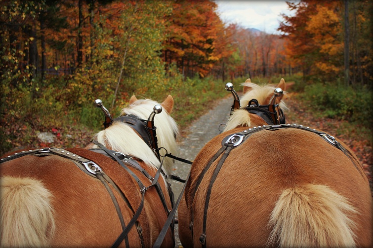 TVR: balade en carriole à chevaux_crédit photo: Julie Pelletier