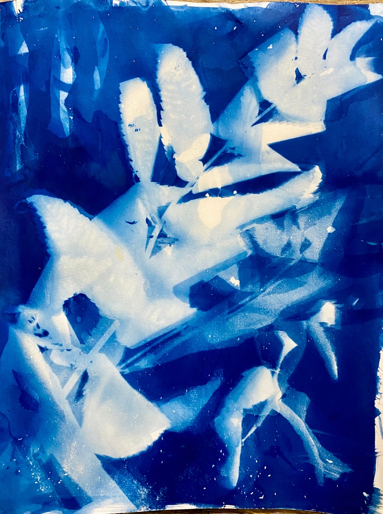 cyanotype