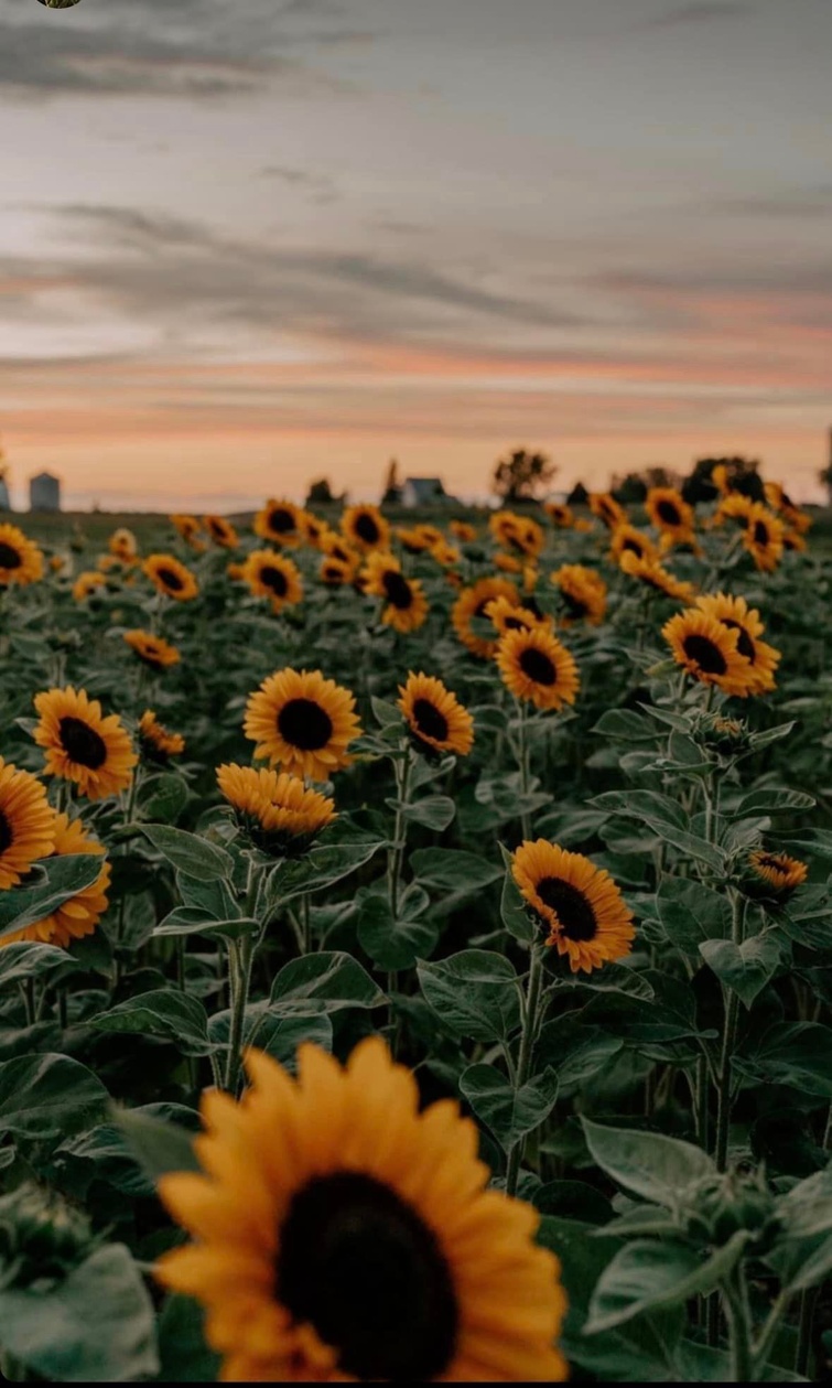 TVR: Tournesols