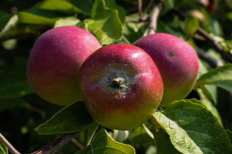 Vente de pommes et jus biologiques du Verger du boisé des frères
