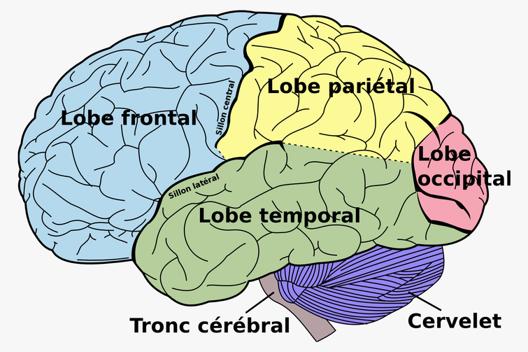 Principales régions du cortex cérébral