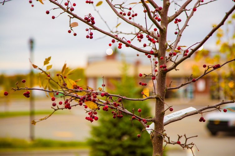 Victoriaville procède au tirage de 300 arbres