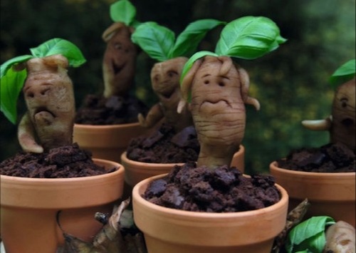 Mandrake Root - Roblox