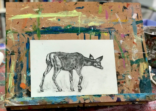 Painting + Drawing Animal Anatomy for Teens - Creatively Wild Art Studio -  Sawyer