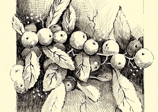 Fairmount Center for the Arts Introduction to Pen and Ink: Winter Leaves and Berries Drawing 