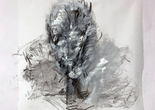 Explore collection of Charcoal Drawing For Beginners