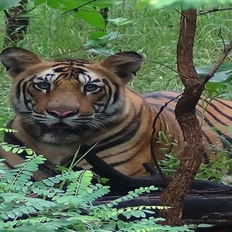 tourhub | Agora Voyages | Nagpur to Aurangabad via Melghat Tiger Reserve & Akola 