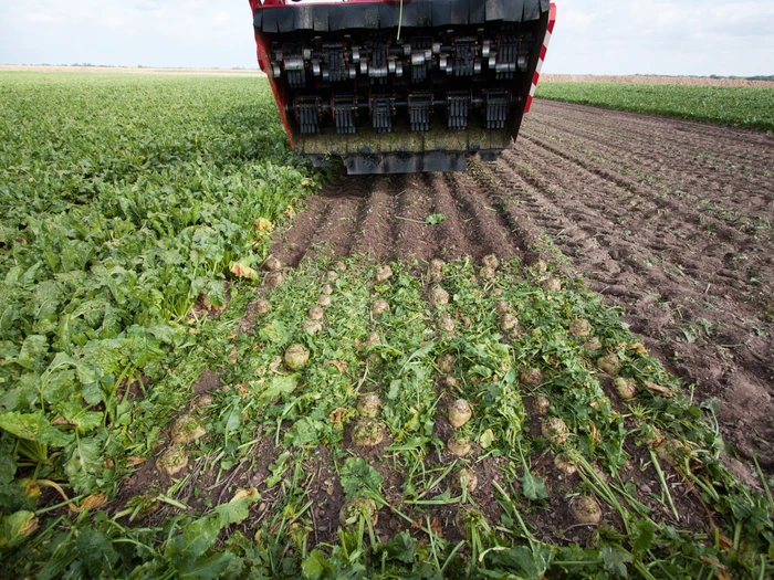 Harvesting the whole beet