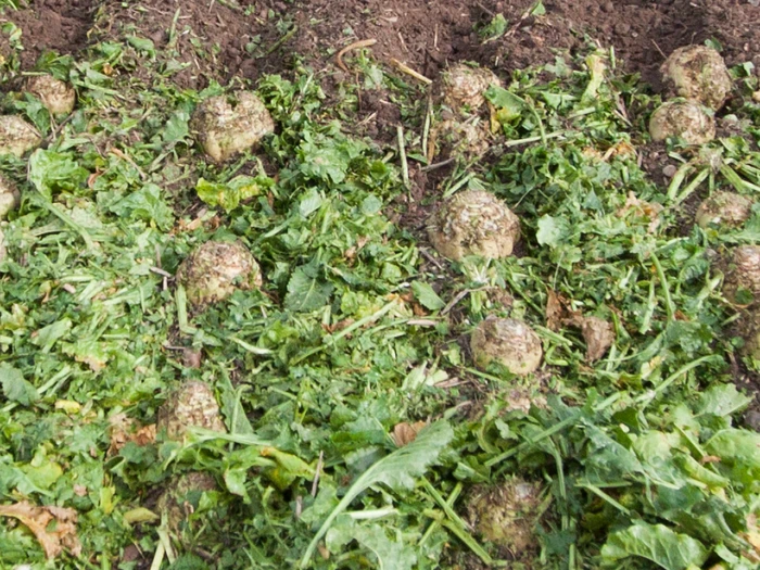 Up to 4 % higher mass yield for beets