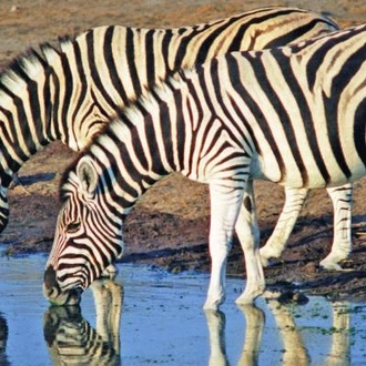 Zebras & Zanzibar - 11 days
