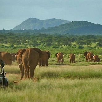 tourhub | Gracepatt Ecotours Kenya | Private 7 Days Mount Kenya, Samburu, Lake Nakuru & Masai Mara Wildlife Safari  