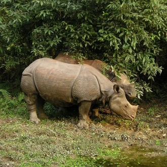 tourhub | Tweet World Travel | Royal Jungle Nepal Wildlife Safari 