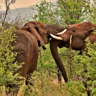 tourhub | The Voyages India | From Cochin: 2-Day  Thekkady and Periyar Wildlife sanctuary with Jeep Safari 