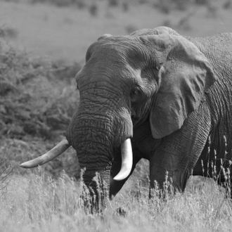 tourhub | Wildlife Dreams | Kruger National Park Photographic Safari 