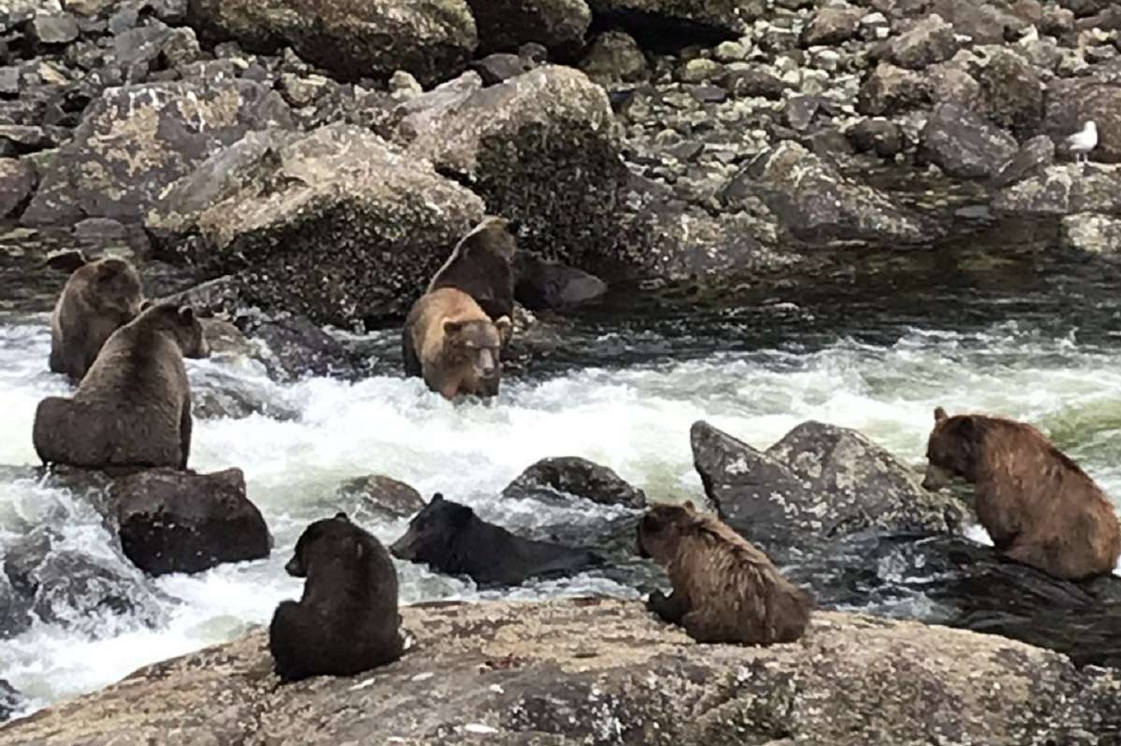 Brown bears fishing