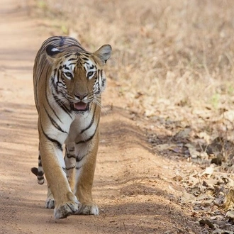 tourhub | Agora Voyages | Enchanting Tiger Trails & Temple Treasures 