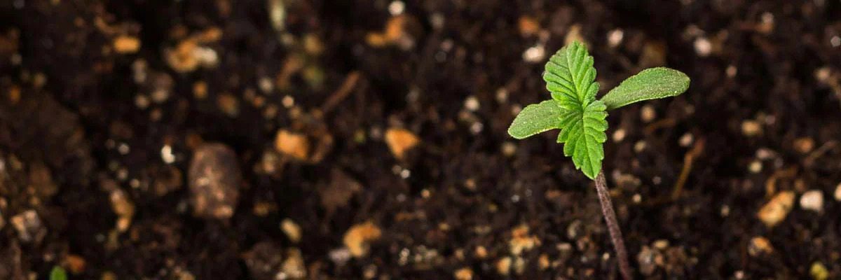 Cannabis germination phase (2-10 days)