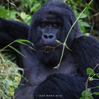 tourhub | 1000 Hills Safaris | Rwanda Gorilla & Golden Monkey with Canoe ride 