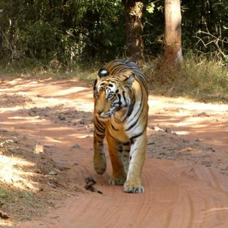 tourhub | Panda Experiences | Golden Triangle Luxury Tour with Ranthambore 