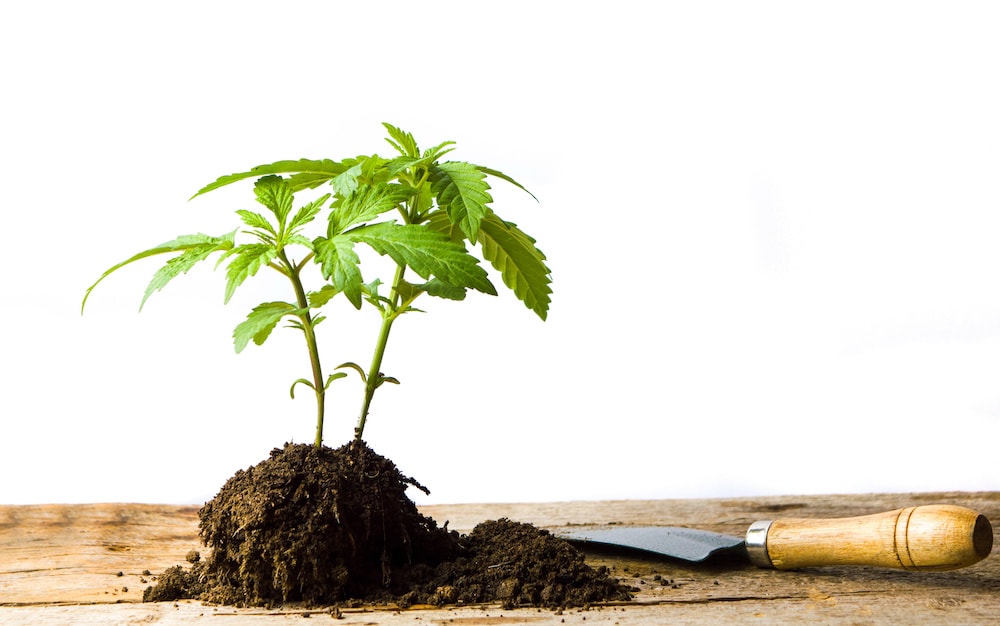 What is Soil Cannabis Cultivation?