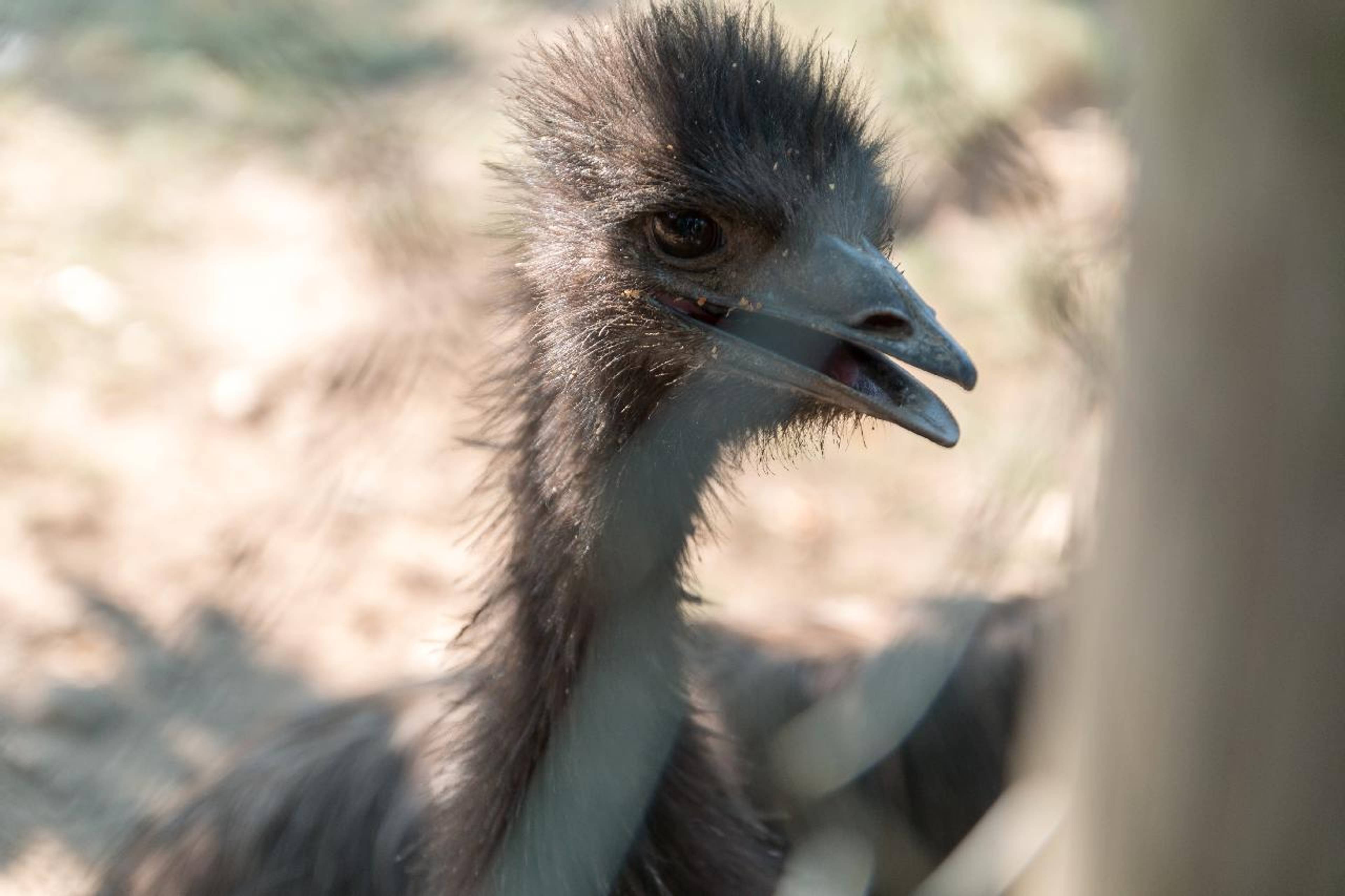 Australian ostriches and mischievous squirrels