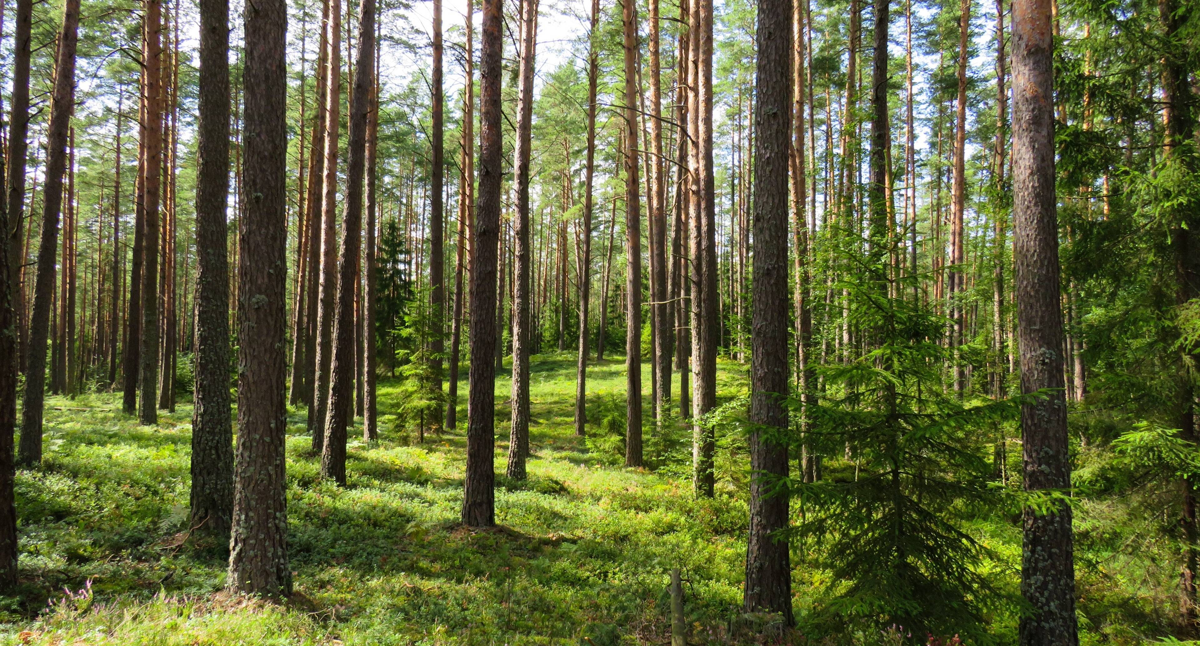 Discoveries of nature in the Volkhov region