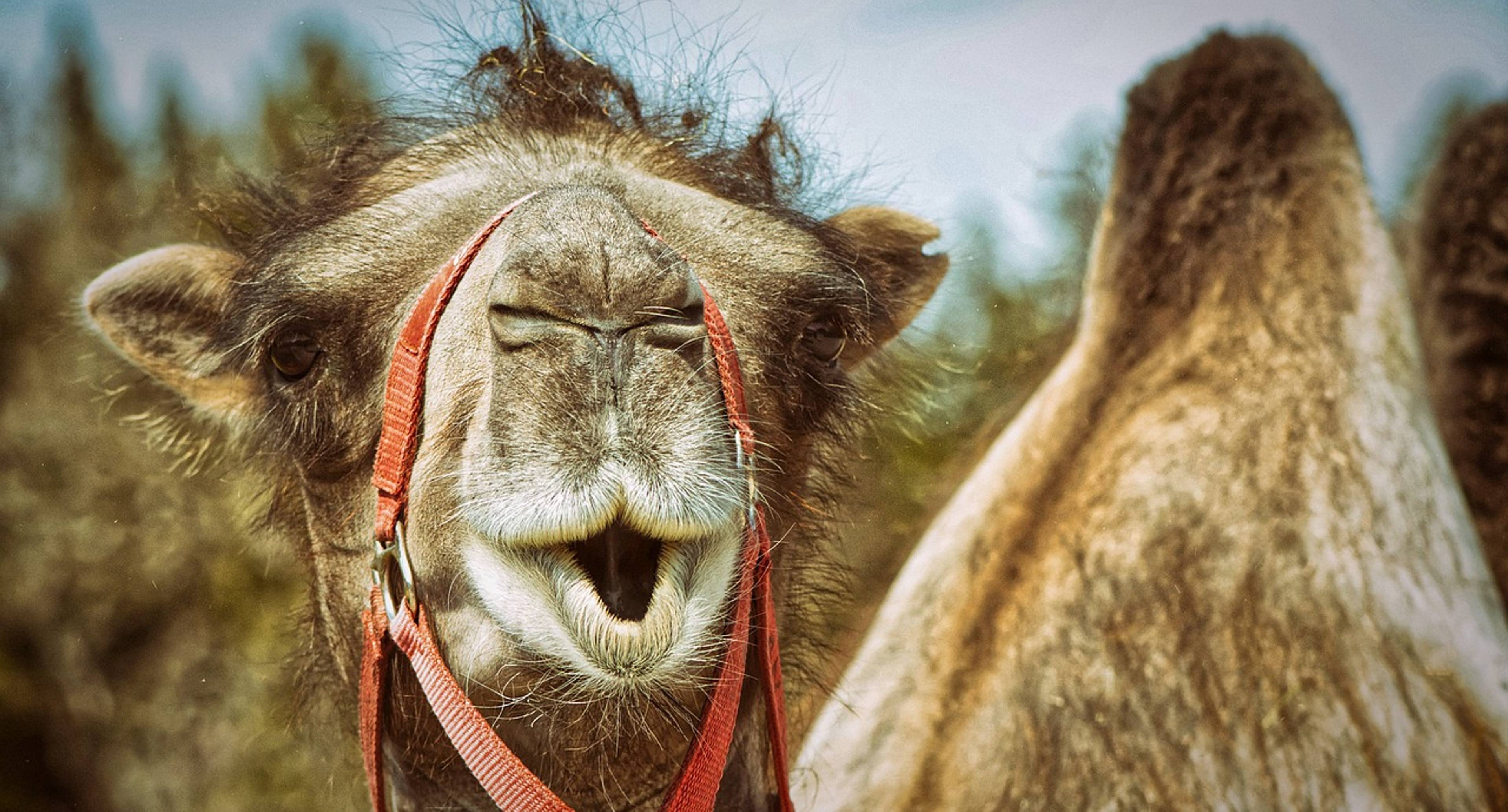 From camel rides to an introduction to Russian life