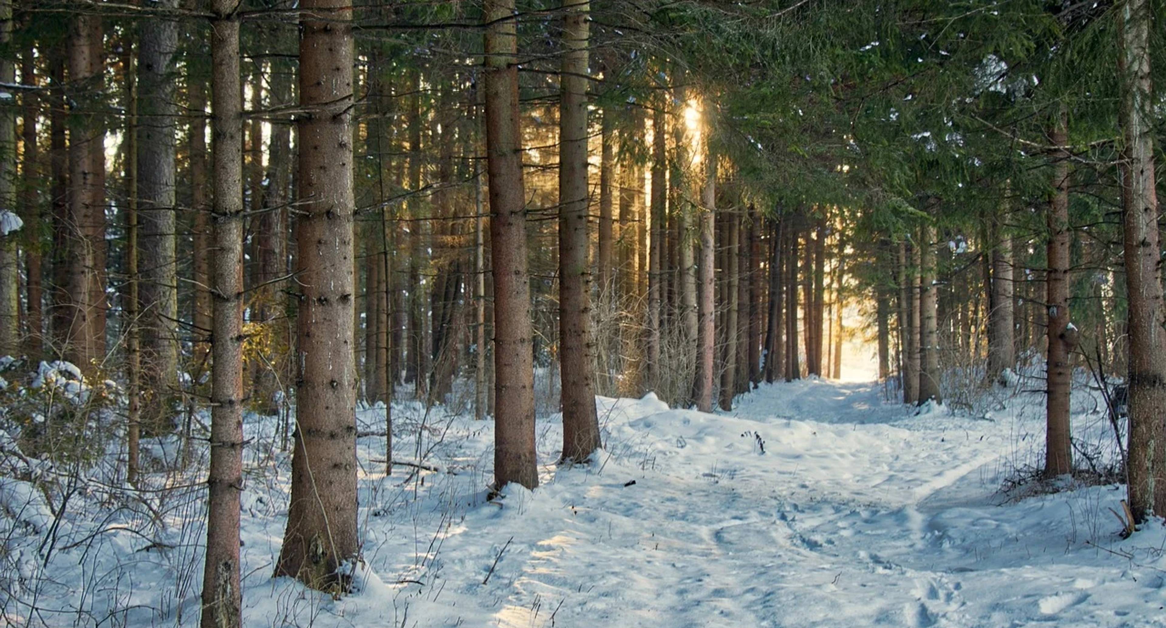 Winter Trails